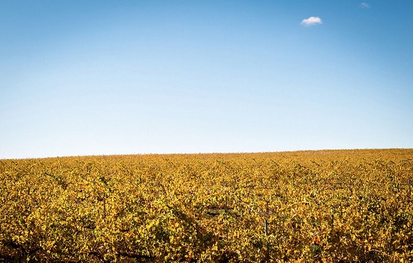 8. Долина Клэр, Австралия