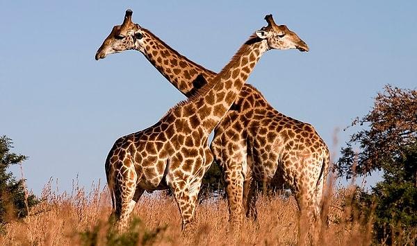 15. Ve son olarak, içeriğimizi ilginç bir bilgiyle noktalayalım: Zürafalar birbirleriyle insanların duyamayacağı frekansta iletişim kurabilirler!