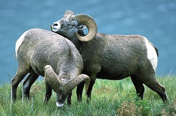 15. İri Boynuzlu Koyunlar