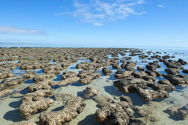 Bir de stromatolitleri, bakteri yaşamıyla dolu şu kubbeli katedralleri andıran, içinde hücrelerin katman katman büyüdüğü yapılar vardır.