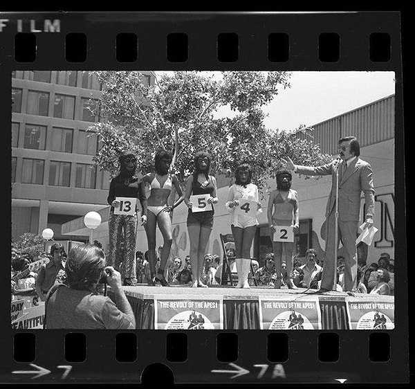 15. Не особенно политкорректный конкурс Самая красивая обезьяна 1972 г.