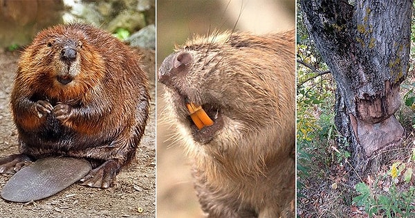 10. Поскольку зубы бобров никогда не перестают расти, им приходится постоянно грызть предметы, чтобы держать их в пределах разумной длины.