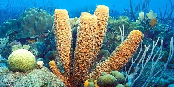 2. У морских губок нет головы, рта, глаз, костей, сердца, легких и даже мозгов, но они все еще считаются живыми созданиями.