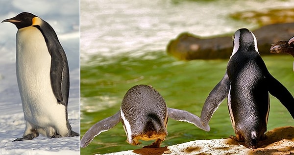 8. Пингвин может толкнуть своего сородича в воду, чтобы проверить насколько в ней безопасно.
