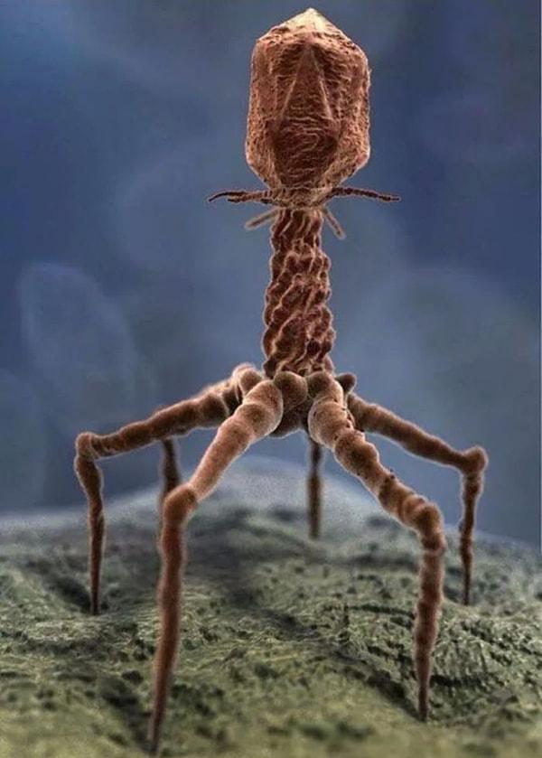 2. Elektron mikroskobunda görüntülenen 'gerçek bir virüs'!