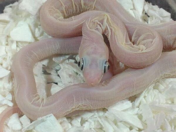 12. Змея без кожи