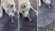 Dili Rögar Kapağına Yapışan Köpeği Sıcak Su Yardımıyla Kurtaran Güzel İnsanlar