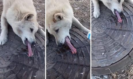 Dili Rögar Kapağına Yapışan Köpeği Sıcak Su Yardımıyla Kurtaran Güzel İnsanlar
