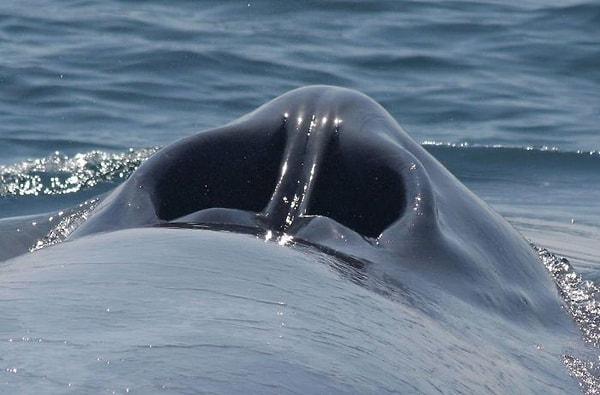 9. Mavi balinanın hava delikleri yakından neye benziyor merak ediyor musunuz?