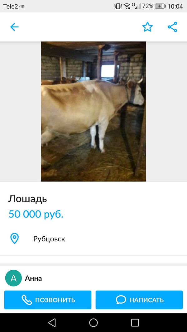 4. Когда лошади, продаются лучше, чем коровы