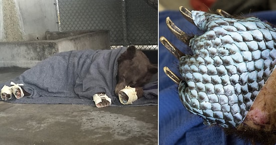 Очень нетрадиционная медицина: ветеринары вылечили обожженные лапы медведей рыбьей кожей!