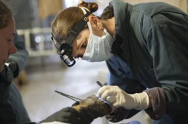 2. Спасатели нашли этих мишек в Национальном заповеднике Лос Падрес и доставили их в Калифорнийскую Службу охраны рыбных ресурсов и диких животных, где ветеринары увидели, что ожоги несчастных медведей настолько серьезны, что у них уже начали отходить подушечки лап.