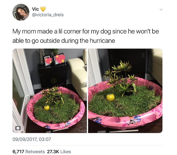 7. «Моя мама сделала небольшой газон для собаки прямо у себя дома, ведь ее любимец не сможет выходить на улицу во время урагана» 🌪
