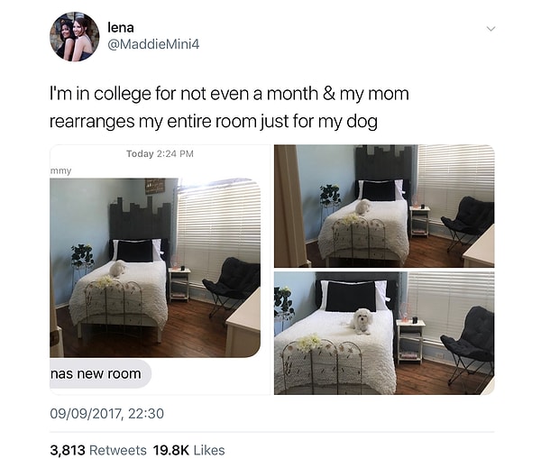 12. «Не прошло и месяца, как я уехала в колледж, а моя мама уже полностью перепланировала мою комнату, чтобы моей собаке было уютнее» 👍