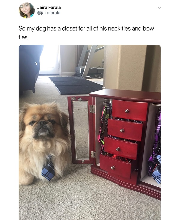 15. Стильная собака - счастливая собака 🐕