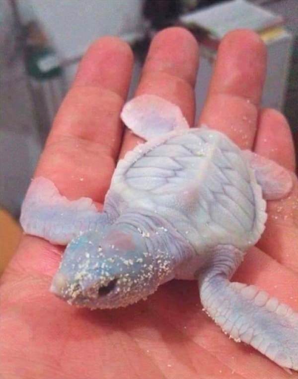 1. Морская черепаха-альбинос 🐢