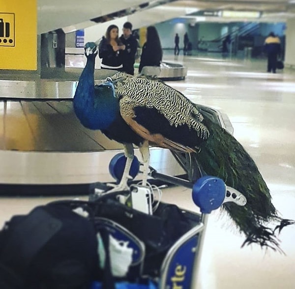 2. Павлину было отказано в возможности лететь, даже когда его владелица - концептуальная художница по имени Вентико (Ventiko) предложила купить для птицы отдельный билет 😕
