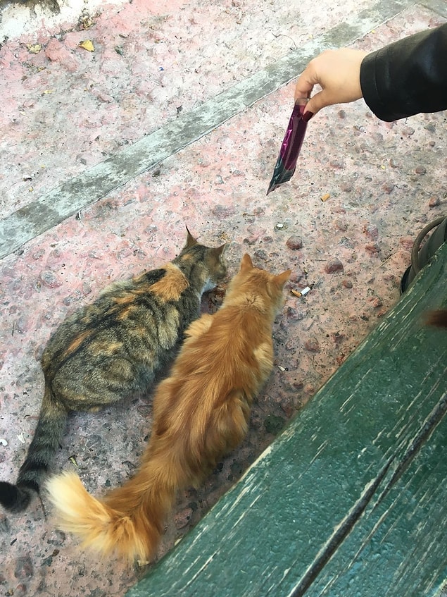 Sokak hayvanları hakkındaki birçok ön yargının temelini, aç olmaları sebebiyle gösterdikleri davranışlar oluşturur.