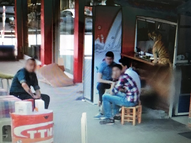 O oyuncak kaplanın orada işi ne...