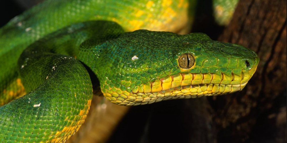 Тест: Сможете угадать, какое из этих животных не является ядовитым?