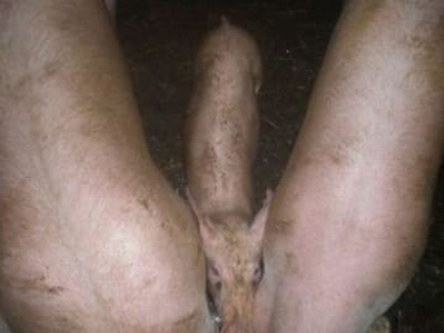 9. Hayır! Bu fotoğrafta 3 domuz yan yana duruyor.