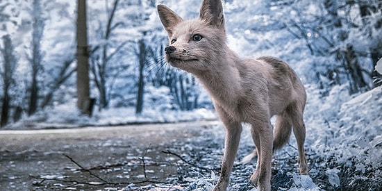 Зона отчуждения: 15 жутковатых фото Чернобыля, от которых у вас побегут мурашки