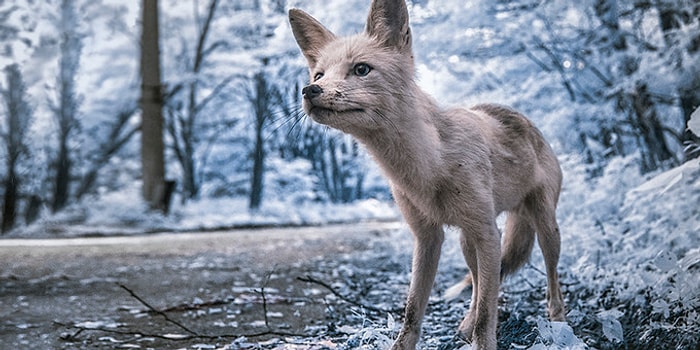 Зона отчуждения: 15 жутковатых фото Чернобыля, от которых у вас побегут мурашки