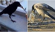 13 прикольных фото, доказывающих, что вороны - самые умные и практичные птицы в мире