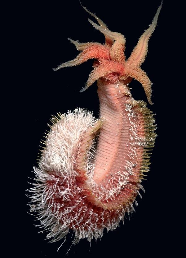 14. Hydrothermal vent kenarlarında yaşayan, sıcağı cok seven ve ısıya dayanıklı olan, sadece Pasifik Okyanusu'nda bulunan bir deniz solucanı türü: Pompeii solucanı