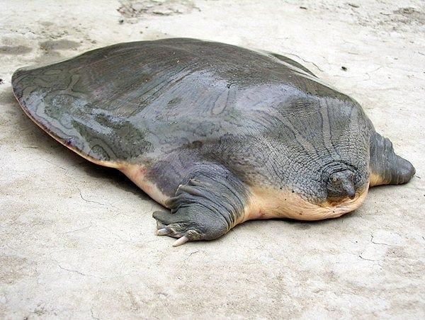 14. Diğer kablumbağalara göre oldukça farklı: Asya'da yaşayan, "dar-kafalı yumuşak-kabuklu kaplumbağa".