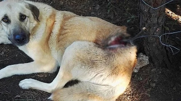 "Zoofili" ise hayvanlara karşı aşırı düşkünlükle belirlenen bir duygulanım bozukluğu olarak tanımlanıyor.