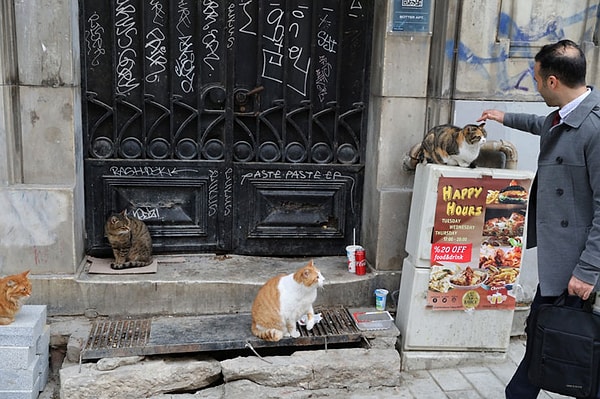 Hatta bu kedi sizi takip etmiş, tatlılığını fırsat bilerek size mama aldırmış ya da direkt sizin yemeğinize ortak olmuş olabilir.