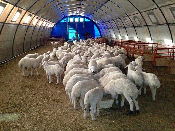 Koyunlar nereden temin edilecek?