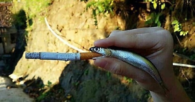 14. Karadeniz'de bu sene neden hamsi yok?
