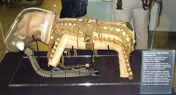 6. Причем одного из них подарили семье Джона Кеннеди. Потроллили, так потроллили!