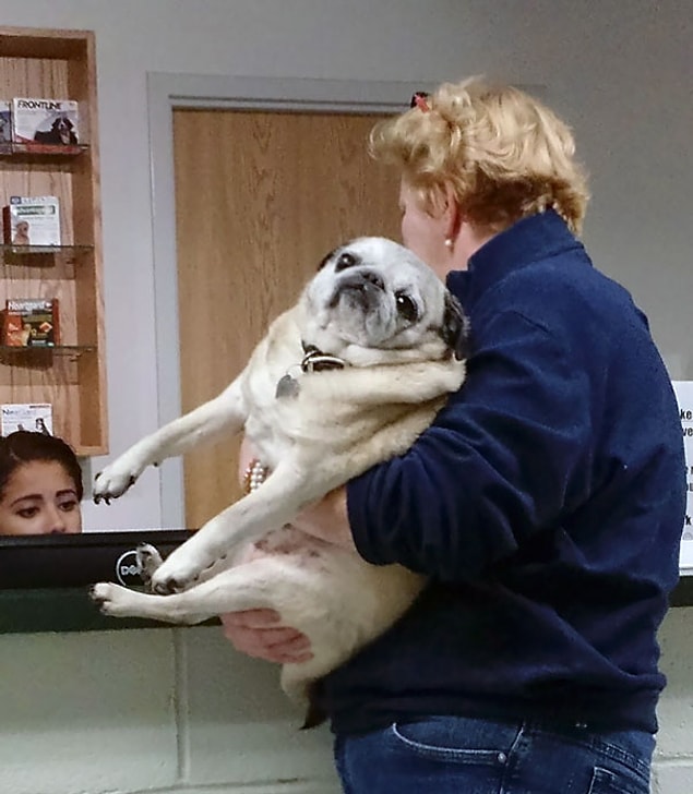 39. Bu akşam veterinere uğrayan en iyi köpek! 😂