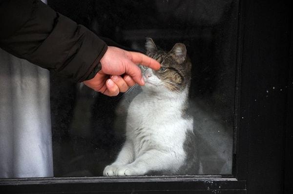 Sosyal medyadan kedinin 20 gün oradan çıkartılmamasına tepkiler geldi 📌