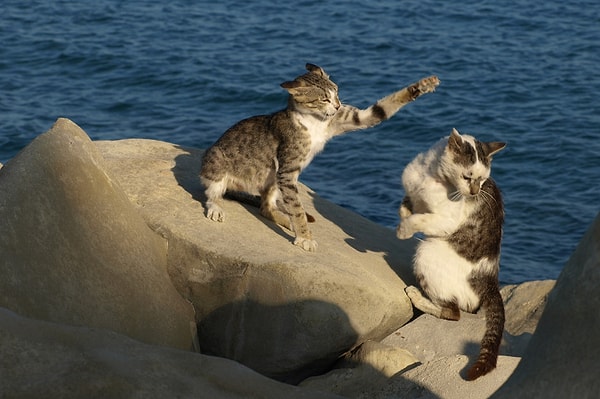 7. С распространением аграрной революцией кошки начали появляться и в других местах. Так к 2500 г. до н.э. они достигли Кипра