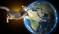 Всегда ли котики правили миром? Отнюдь нет! Доказательства перед вами