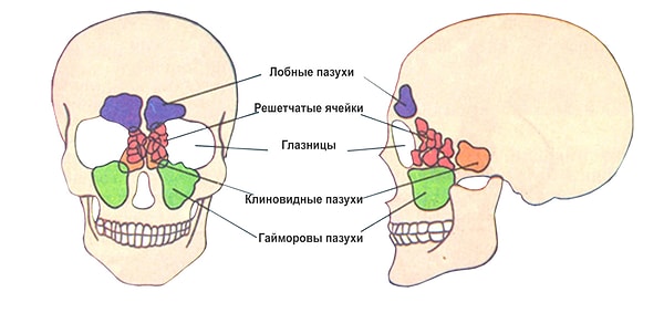 2. Околоносовые пазухи