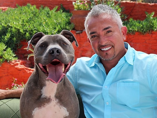 12. Kötü köpek yoktur, kötü eğitilmiş köpek vardır. Bu arada köpeklere fısıldayan adamın eğitmen köpeği de pitbulldur. :)
