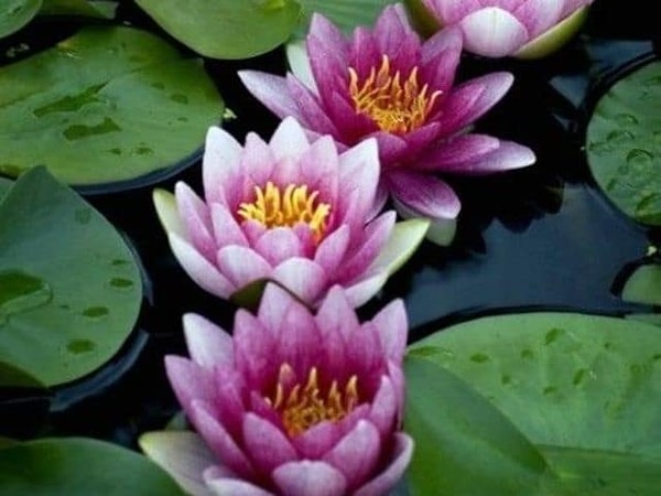 9. И, напоследок: выберите образ, который вас привлекает: