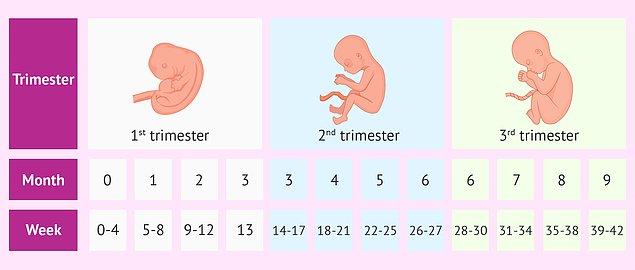 Adet döngüsünün 14. gününde yumurtlama dediğimiz embriyolaşma süreci başlar.