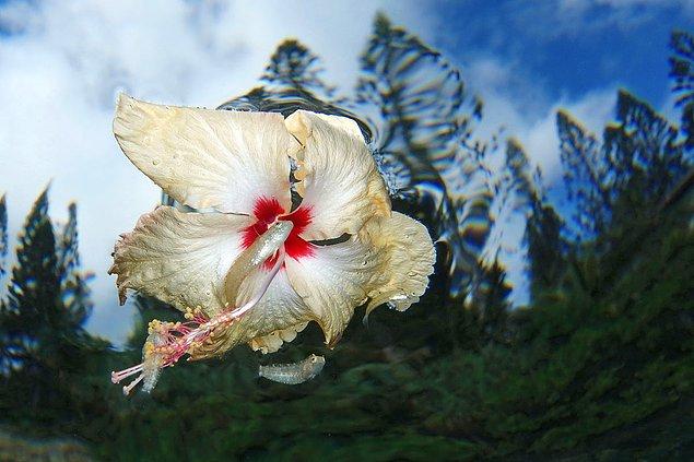 13. Çiçeğin Gücü: Ouemo Körfezi, Yeni Kaledonya'da fotoğraflandı.