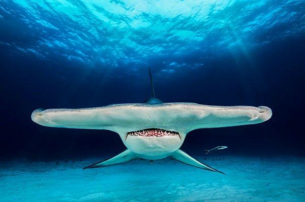 14. Çekiç Başlı Köpekbalığı: Bimini, Bahamalar yakınında fotoğraflandı.