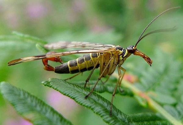 7. Скорпионница