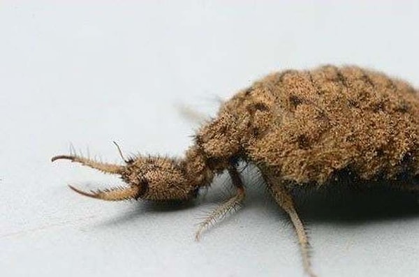 8. Муравьиный лев