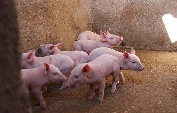 7. Такой способ был успешно протестирован на трупах умерших свиней.