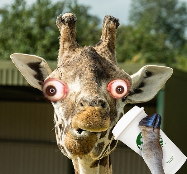 5. Продолжительность глубокого сна жирафа не превышает 20 минут в день! Должно быть, они пьют много кофе ☕️