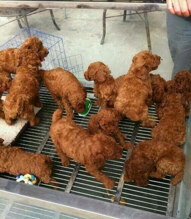 20. Kızarmış tavuk mu köpek yavruları mı?